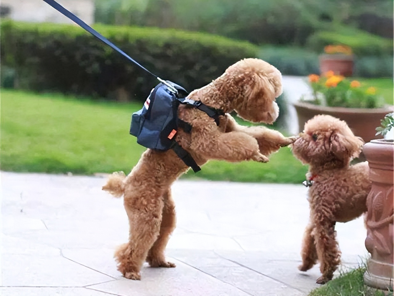 养公泰迪怎么避免尴尬,养泰迪不能打哪