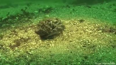 章鱼智商有多可怕,章鱼是外星生物吗西瓜视频