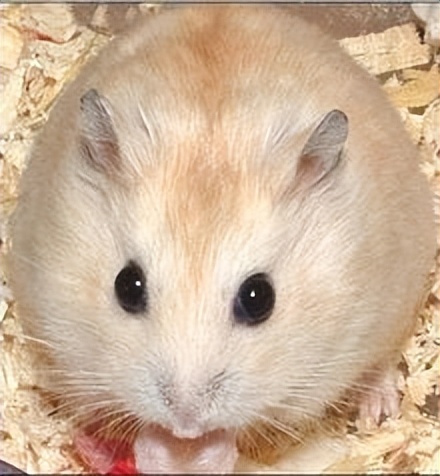 布丁鼠成长全过程,布丁鼠容易上手吗