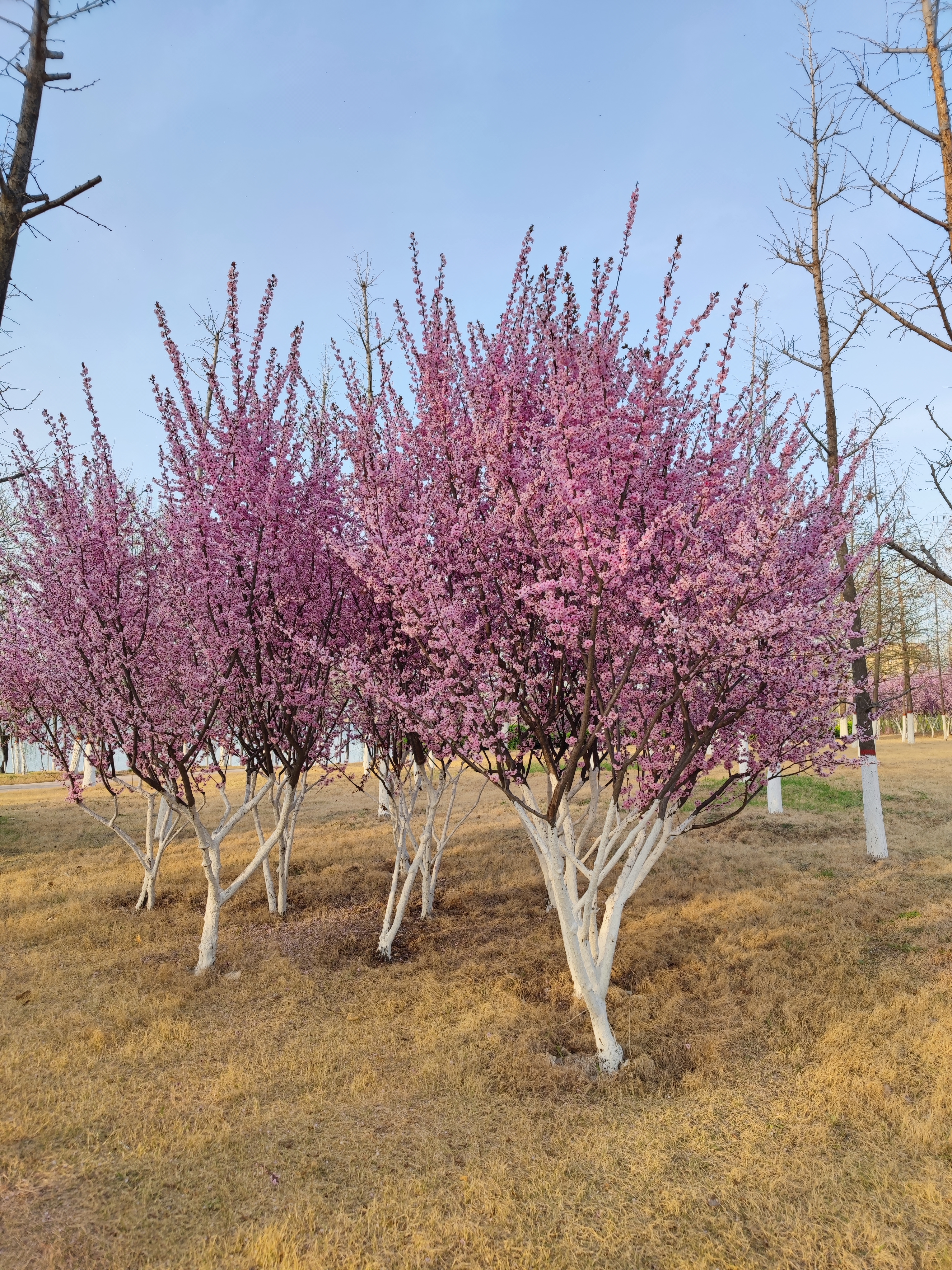 邯郸疫情旅游攻略,疫情当前少去人多的地方