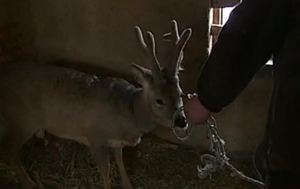 吉林男子野外捡鹿,吉林男子捡到小鹿
