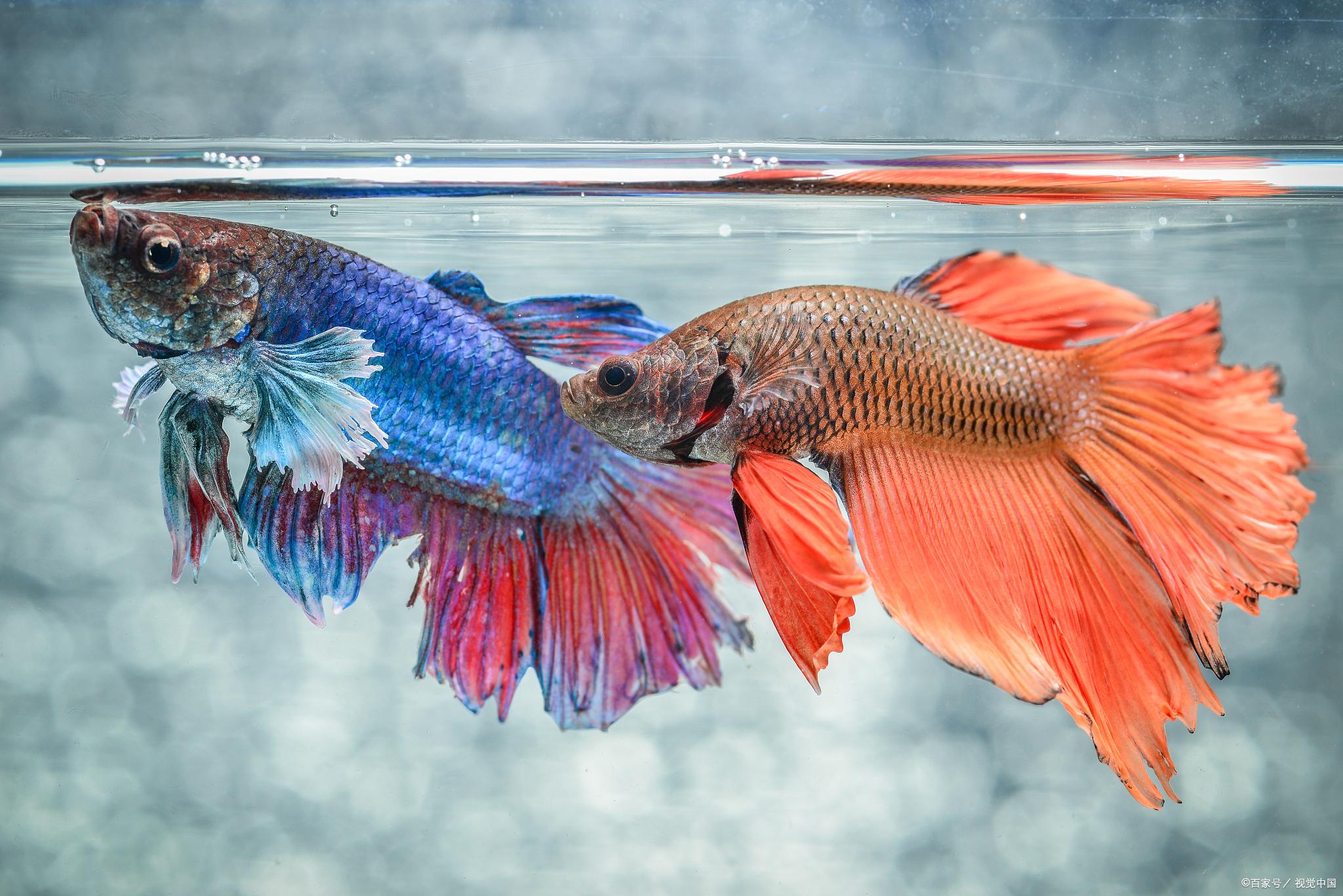 斗鱼入手注意事项,斗鱼什么时间买最便宜