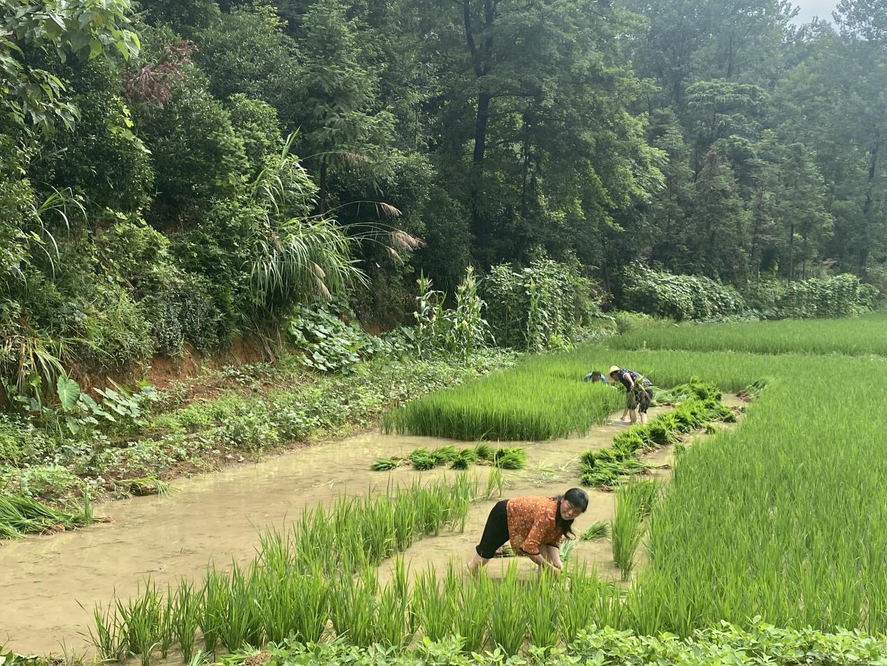 1000浜╂按绋婚珮浜хず鑼冪敯涓版敹鍦ㄦ湜,涔￠晣绉嶆澶ф埛姘寸ɑ涓版敹