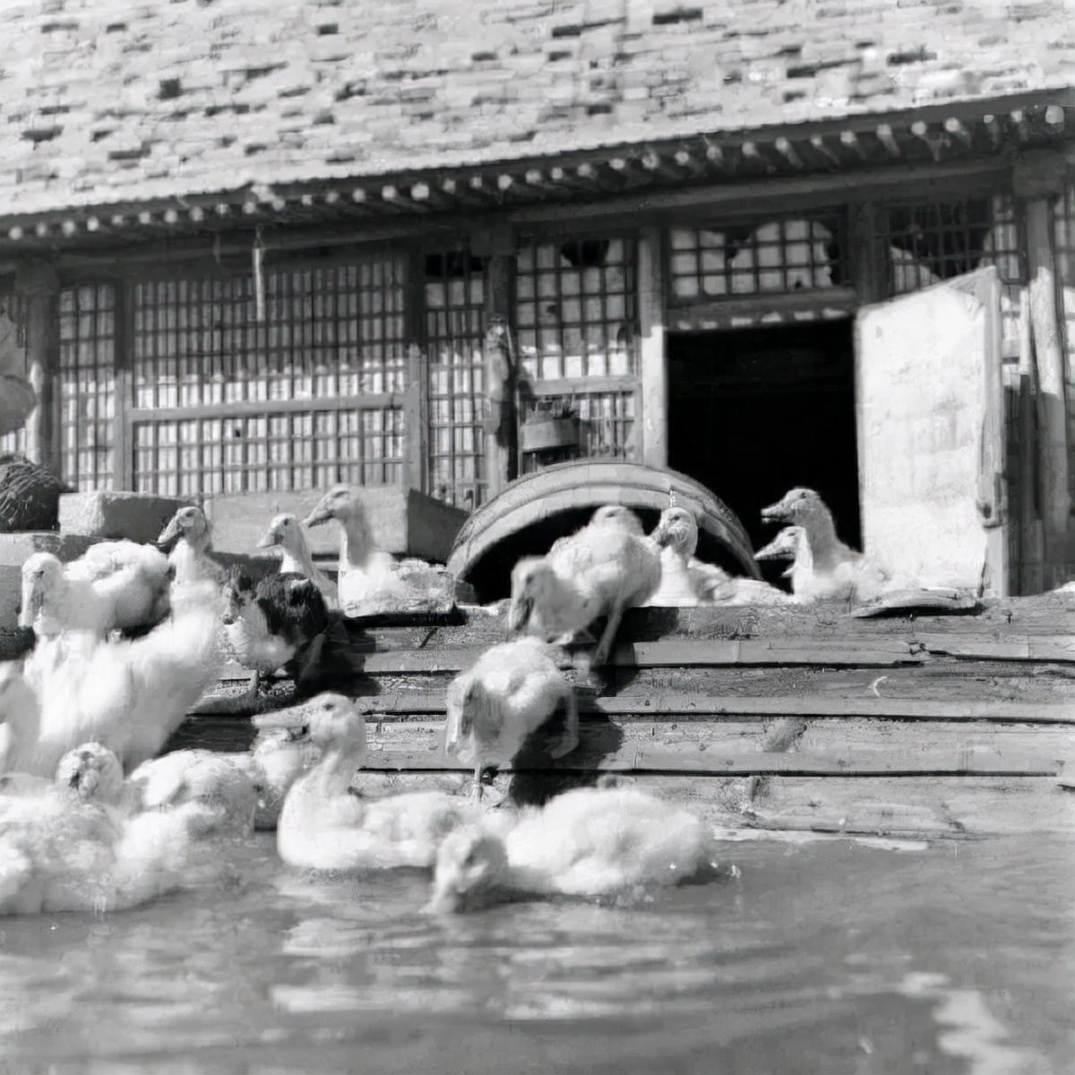 鐧鹃笩楦ｆ槬楂樻竻鍥剧墖,鐧鹃笩楦ｆ槬椋庢櫙瑙嗛