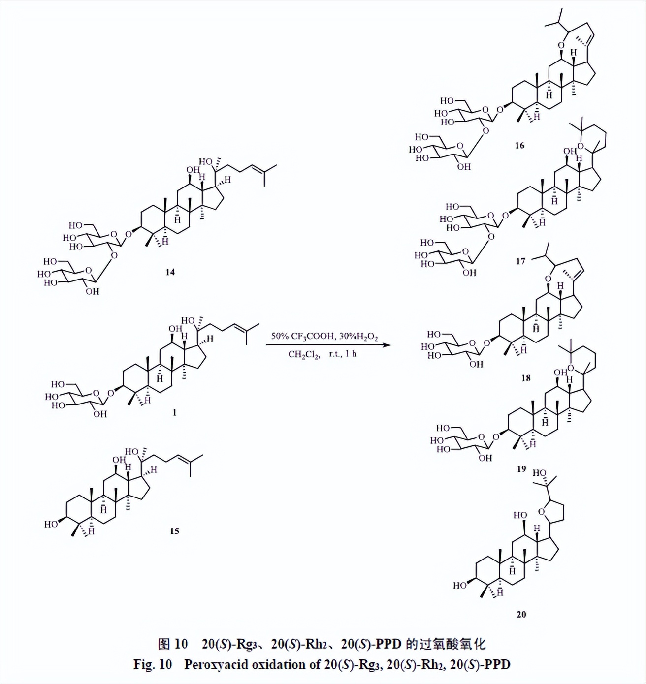 人参皂苷类化合物,人参皂苷结合物