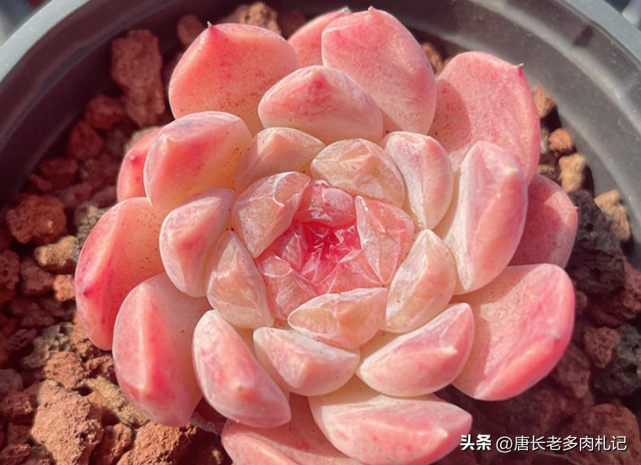 10种圆滚滚的多肉,10种漂亮多肉植物