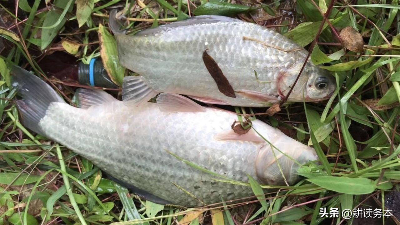 日本假鲫鱼怎么钓,日本假鲫鱼钓法