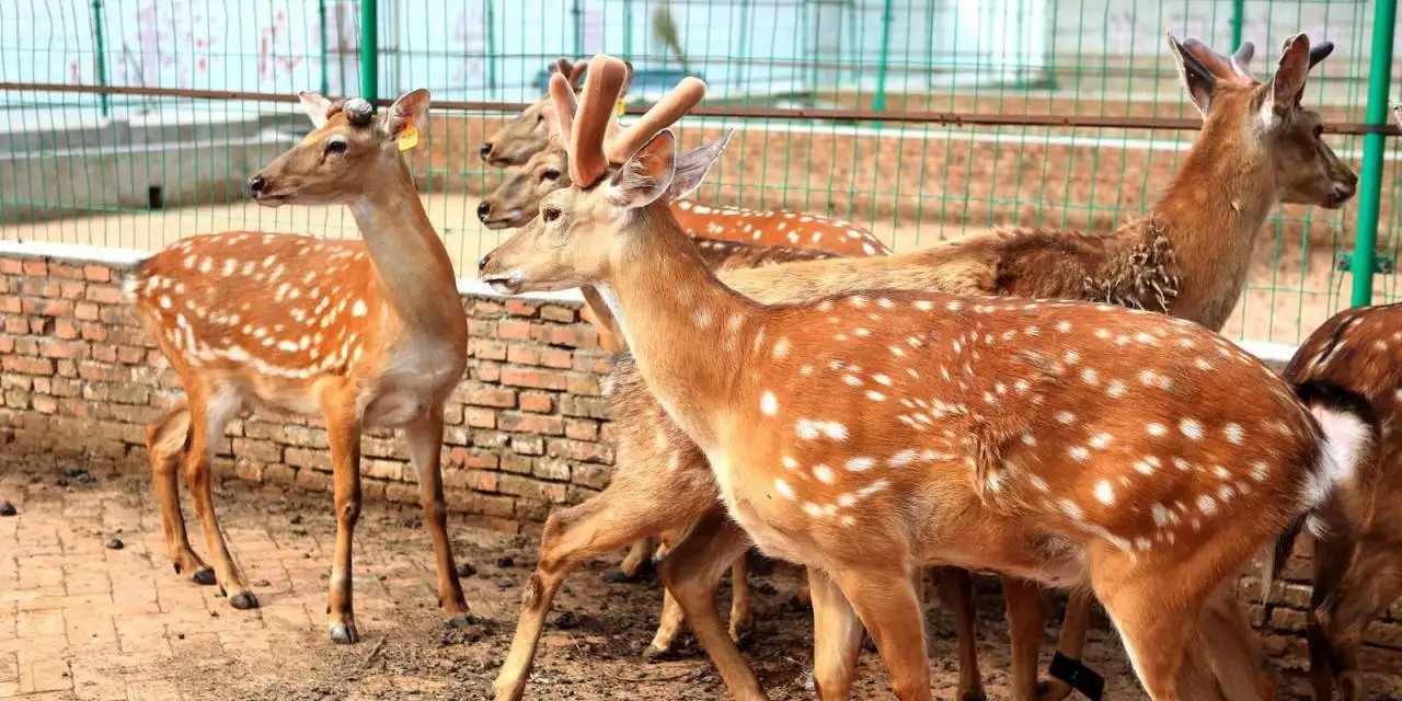 一只成年鹿一年能卖多少钱鹿茸,鹿茸很贵为啥不养鹿