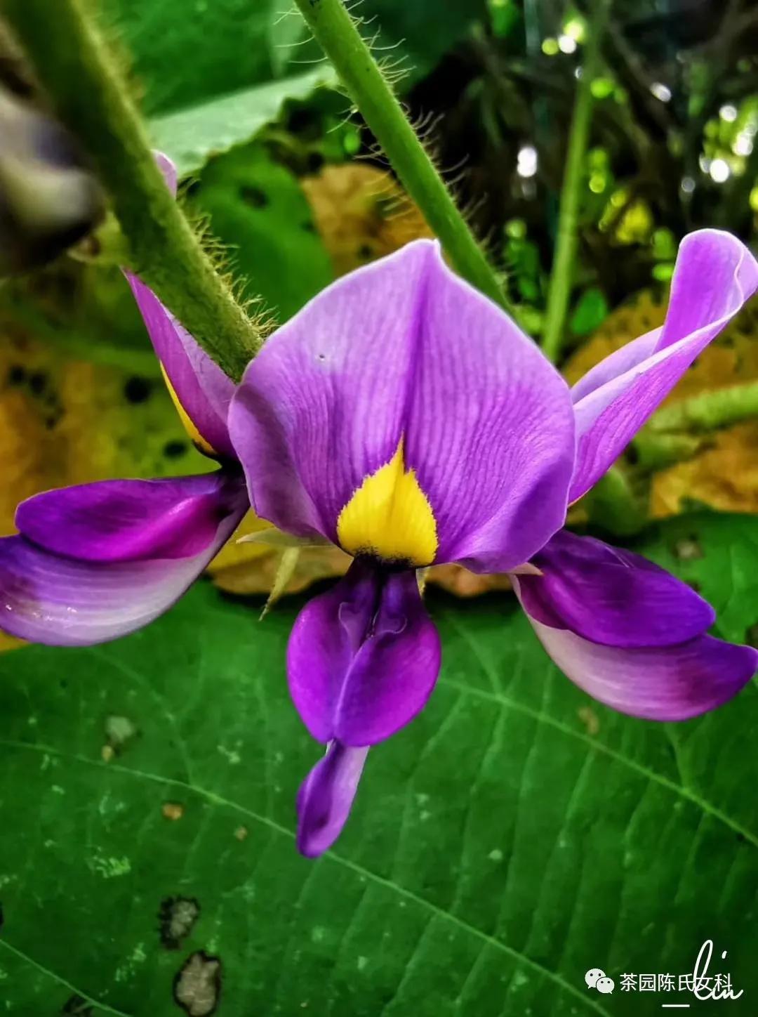 中医所有的妇科疾病都能看吗,看妇科最厉害的中医有哪些