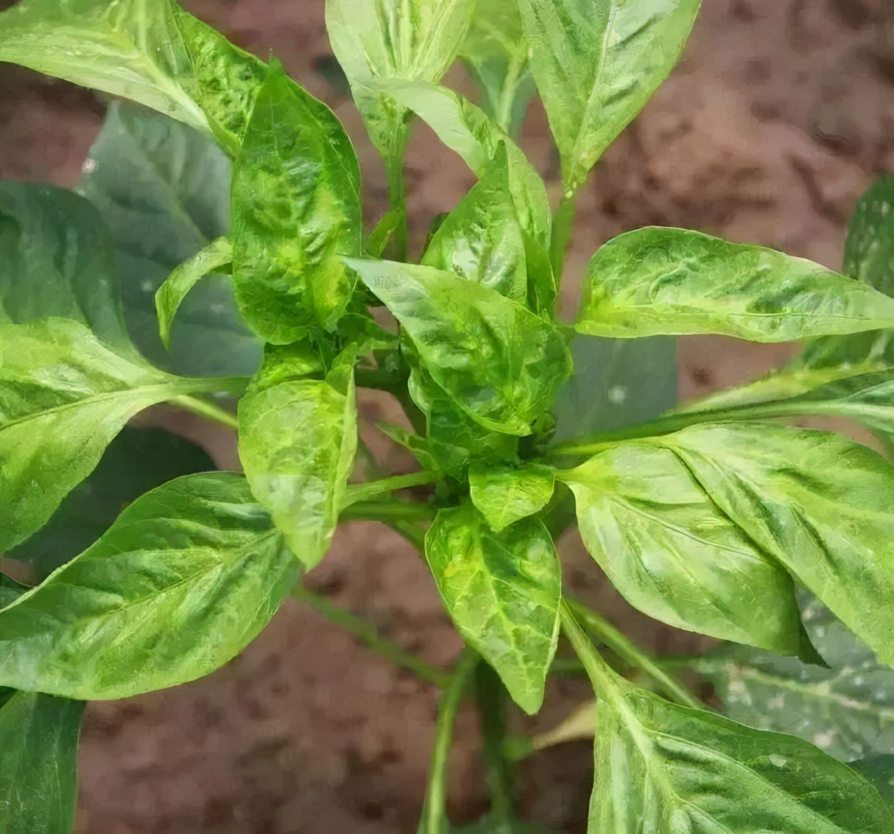 辣椒卷叶是什么病怎么治,辣椒有黄叶卷叶用什么药打才能治