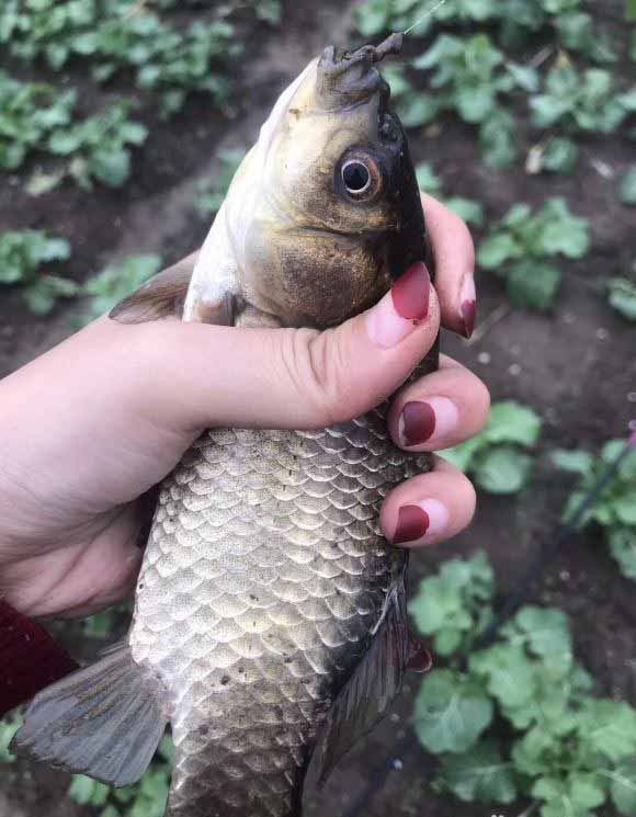 野钓饵料和窝料不是一个味道,野钓窝料浓腥