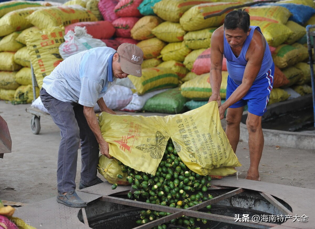 海南槟榔生果价格今报,海南槟榔最新价格