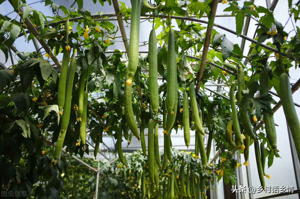 单角丝瓜不结瓜怎么补救,南瓜丝瓜西瓜黄瓜