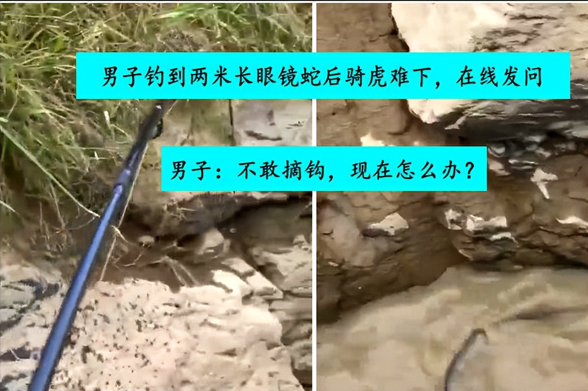 眼镜王蛇为什么不怕雄黄,眼镜王蛇为什么怕雄黄