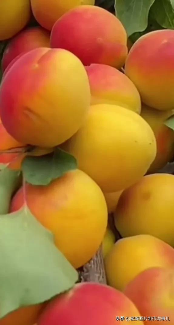 壁纸图片水果清新,丰收的水果高清图片壁纸