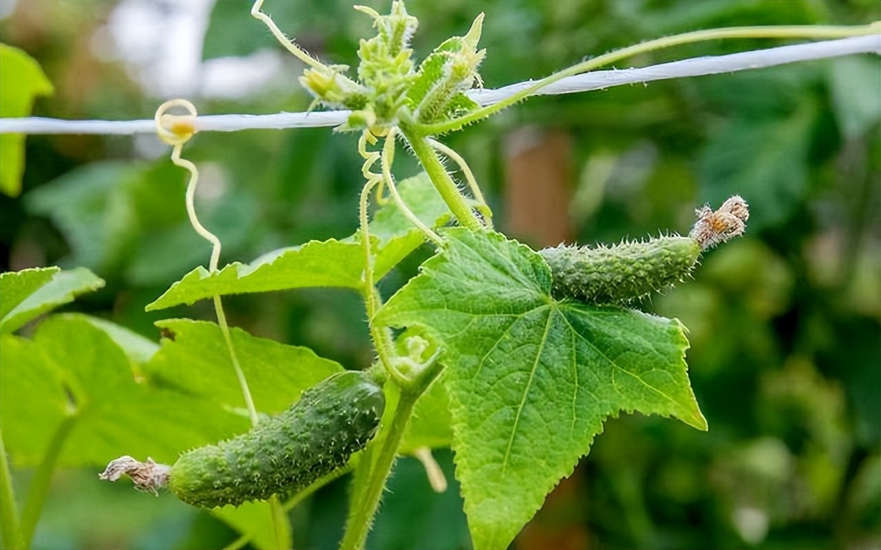 黄瓜基因组数据库怎么查基因序列,黄瓜花叶病毒基因序列