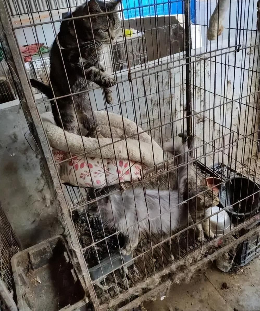 后院猫为什么成为“铲屎官”们人人喊打的对象？究竟什么是后院猫