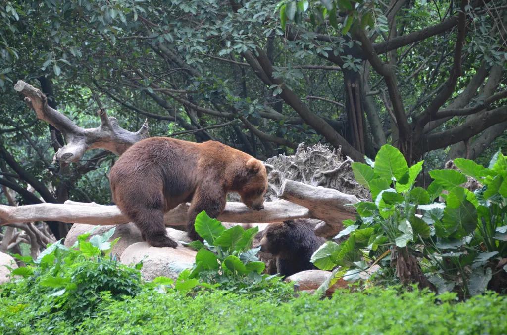 广州长隆野生动物园全部动物,广州长隆野生动物园所有动物介绍