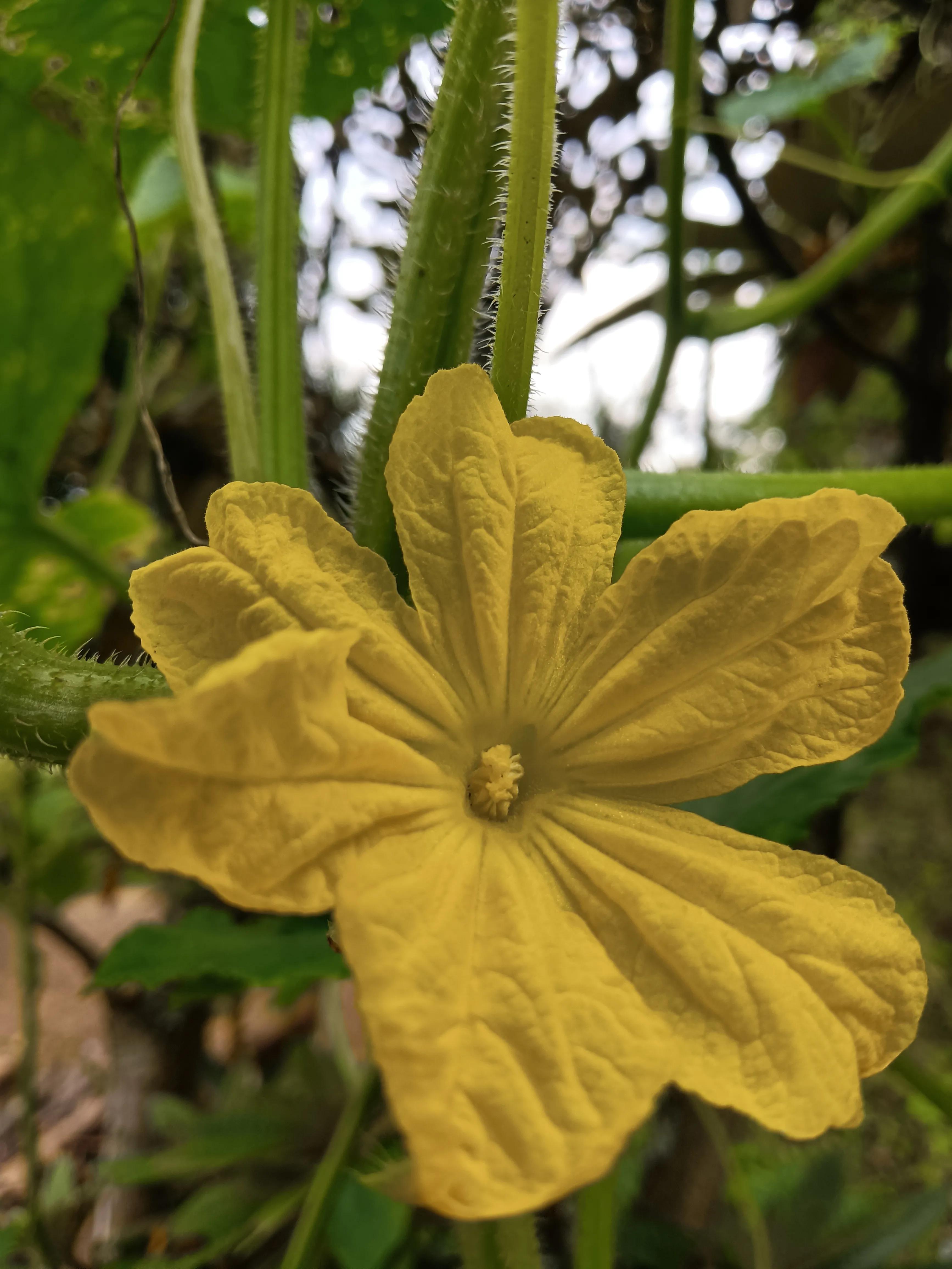 鬼节中国人过吗,你们有没有见过鬼节