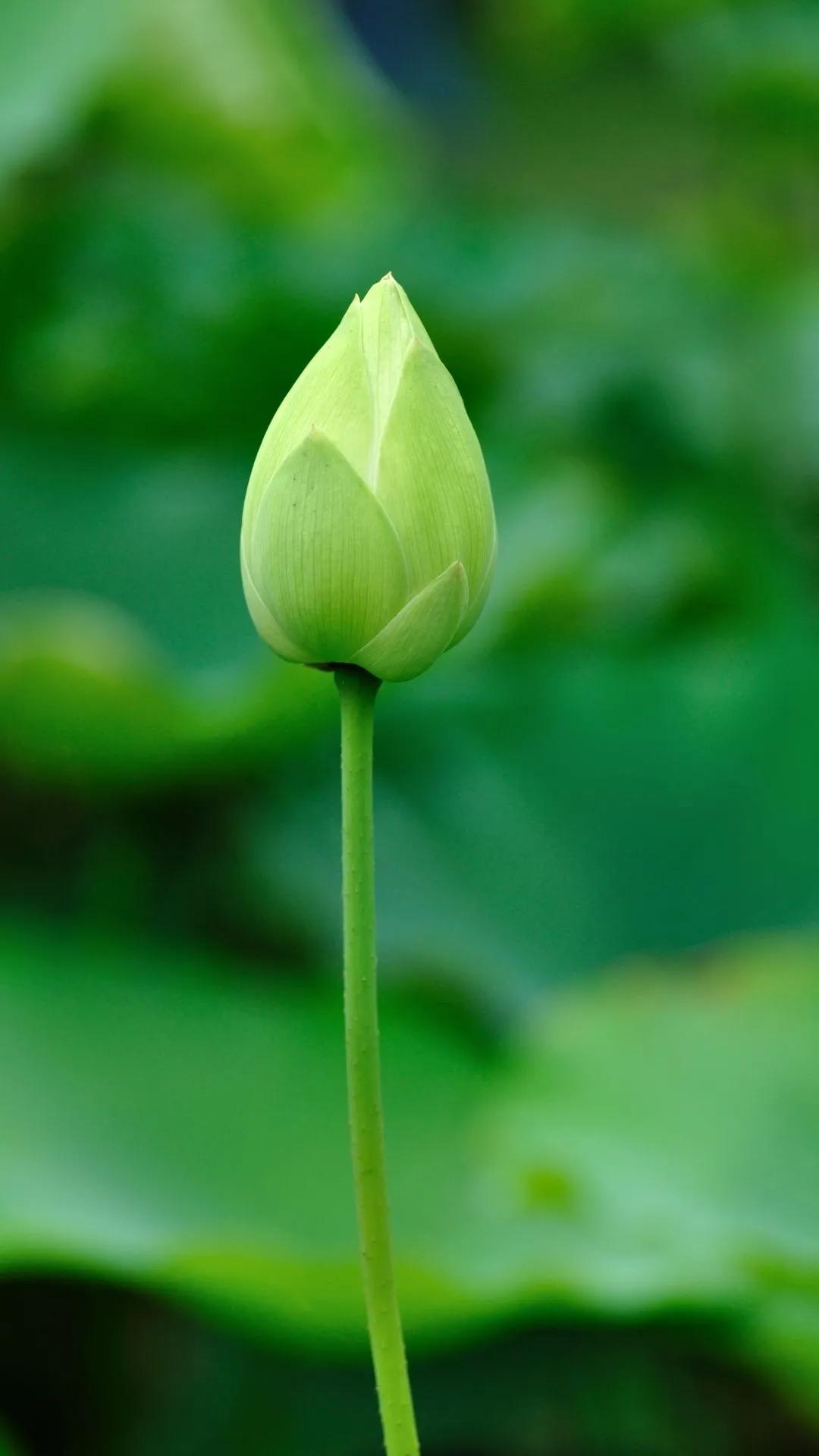 漂亮美丽的荷花壁纸,雨中荷花壁纸荣盛城