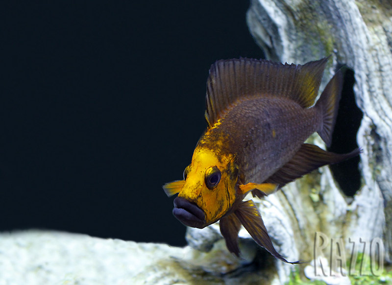 珍珠虎慈鲷配对技巧,三湖珍珠虎造景