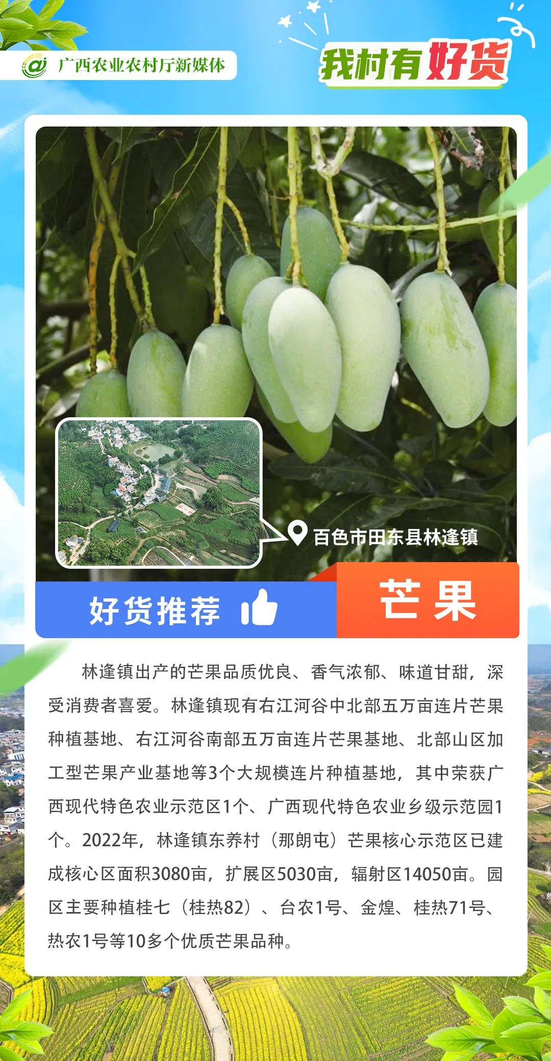 我村有好货|右江河谷夏正“芒”