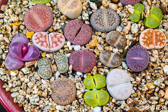 女子8年种多肉成多肉界天花板,100种多肉造型图