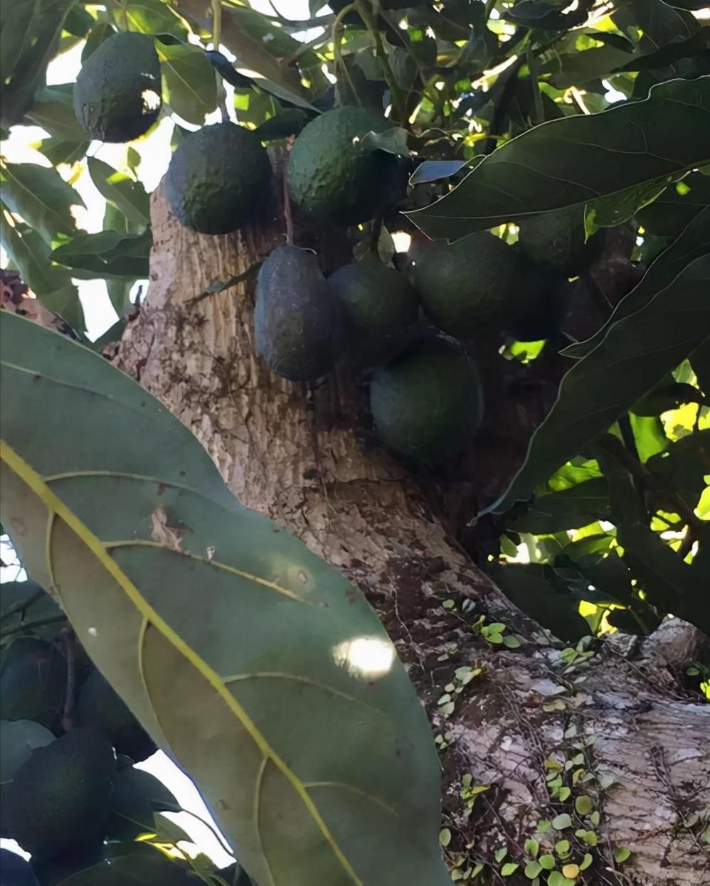 越南木工发现兰花印记,越南木工发现兰花