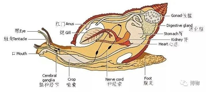 吃螺有粘液可以直接吃吗,吃了螺不能吃什么