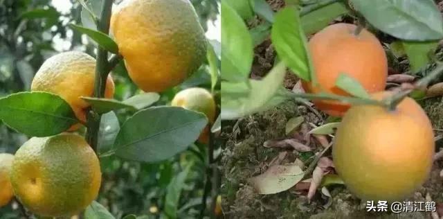 黄龙病树不砍除会自然枯死吗,黄龙树病能治理吗