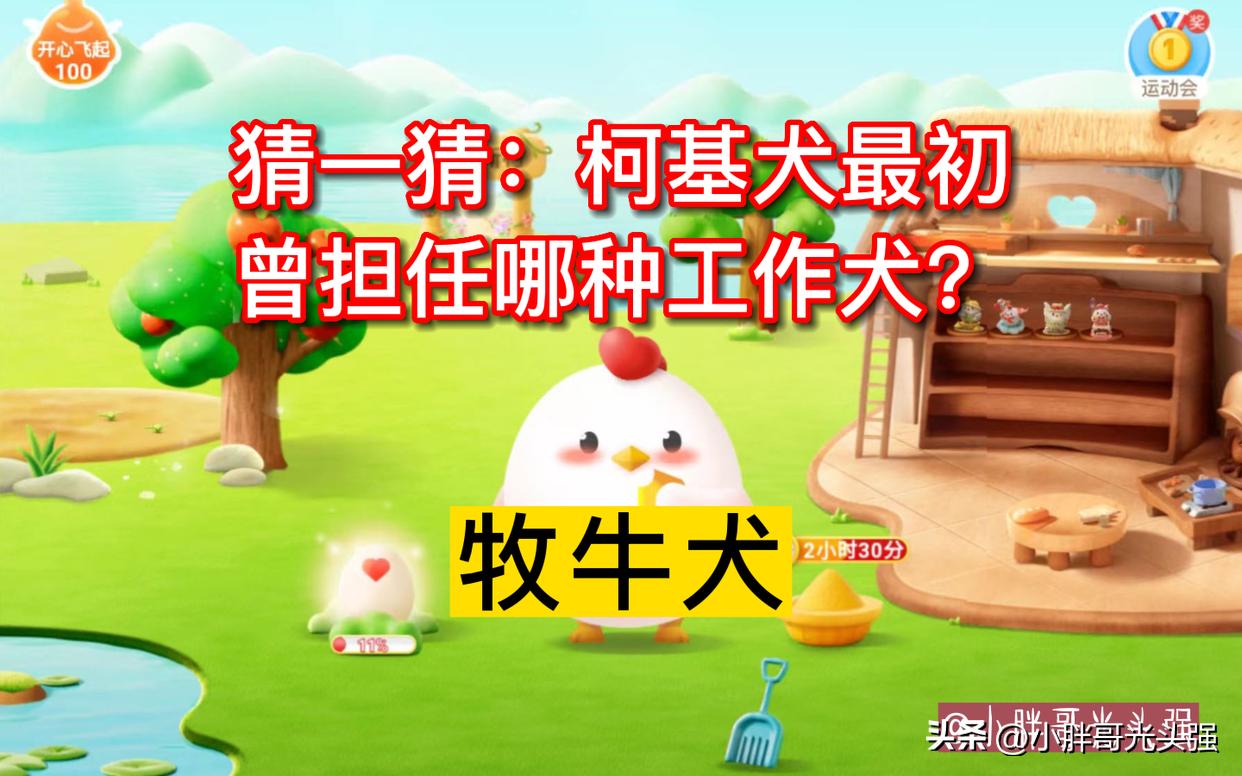 猜一猜：柯基犬最初曾担任哪种工作犬？蚂蚁庄园小知识