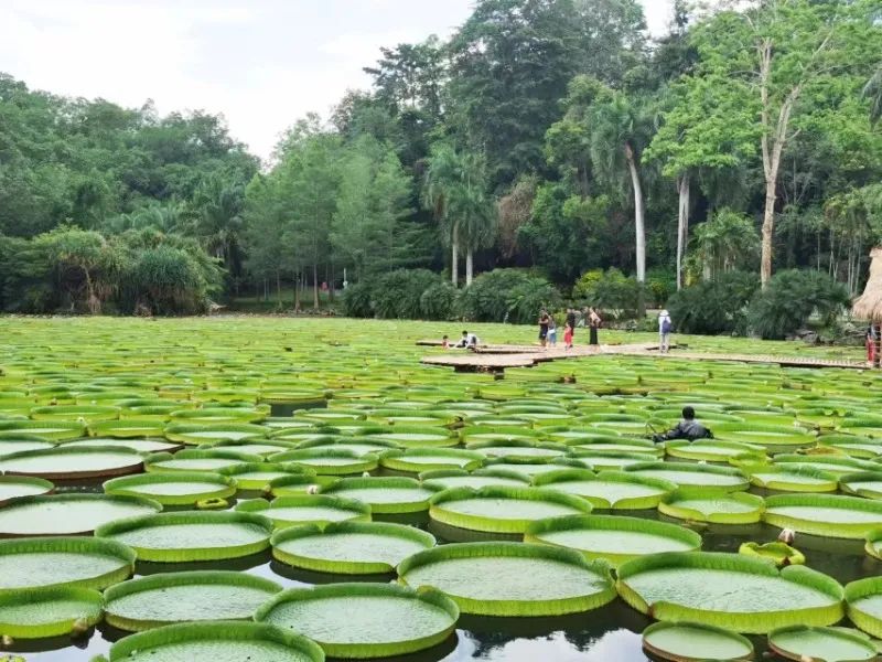 云南西双版纳花海美景,云南西双版纳景色如画