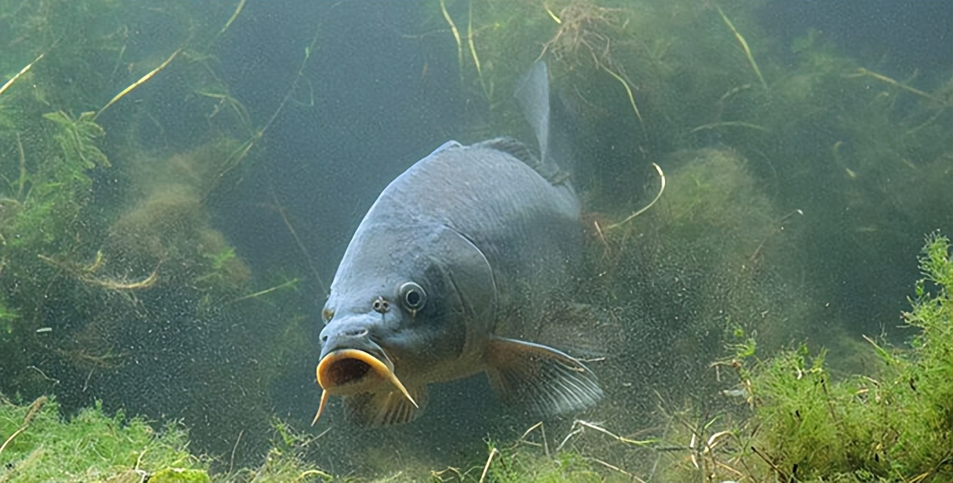春季黑坑鲤鱼用红虫好还是虾饵好,野钓鲤鱼的饵料选择以及注意事项