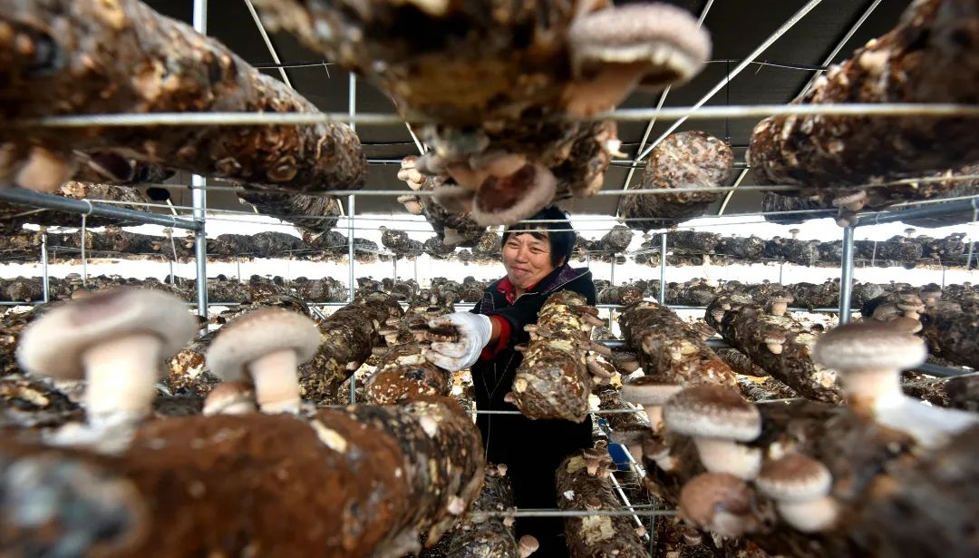 迎接党的20大美术作品,喜迎二十大乡村摄影展