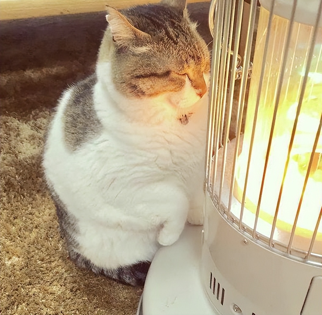 天气一冷猫就打喷嚏流鼻涕不吃饭,天气一冷猫就会失去爪子