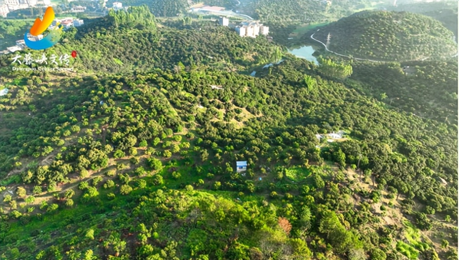 滴滴滴！2023年桂平荔枝最全采购指南！你的桂平荔枝已到达！