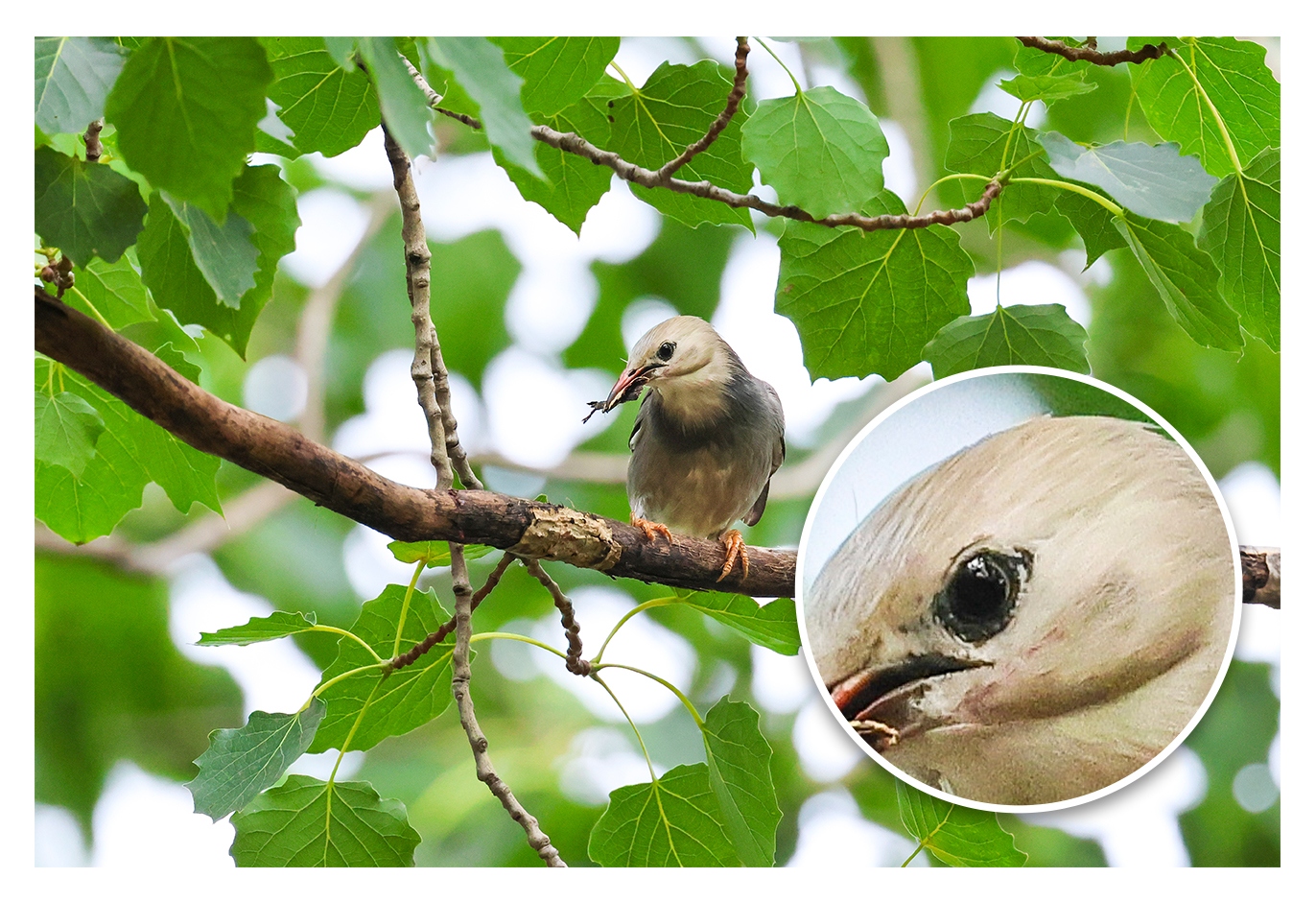 佳能eosr7目前值得买吗,佳能eosr7优缺点