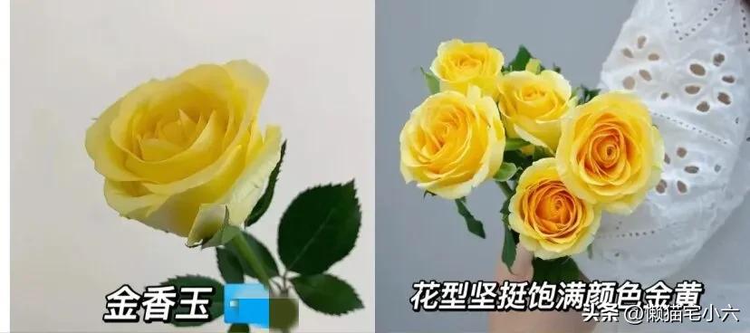 玫瑰花送你最浪漫,姑娘送一个玫瑰花给你