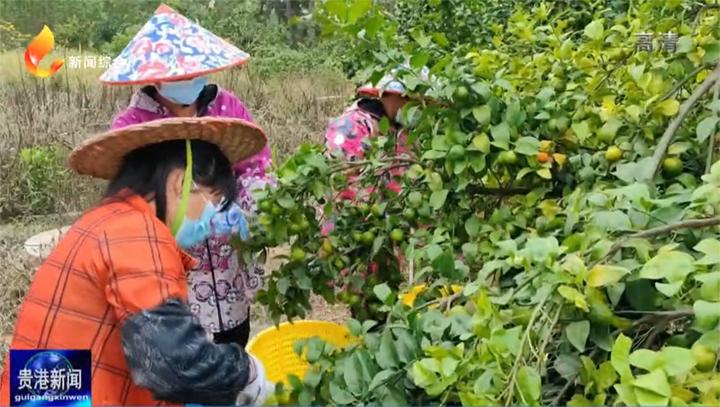 年审通过“贵港产”水果即将远销海外