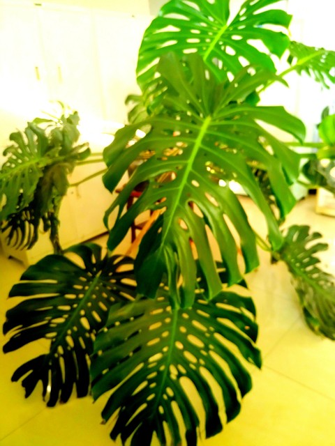 客厅养树家旺人富,客厅种什么树旺宅还好养