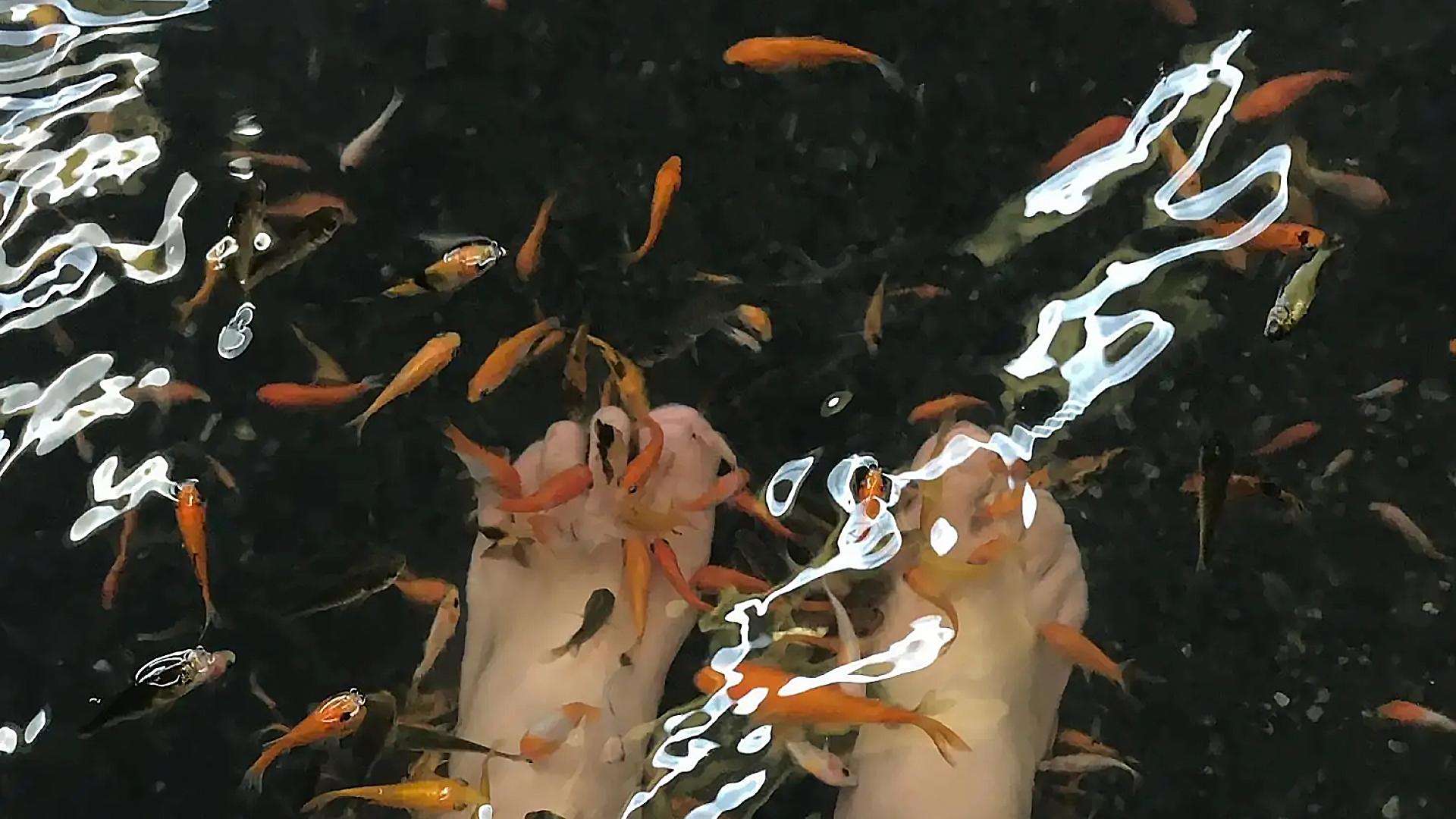 足疗小鱼真的吃死皮吗,足疗店的小鱼能吃吗