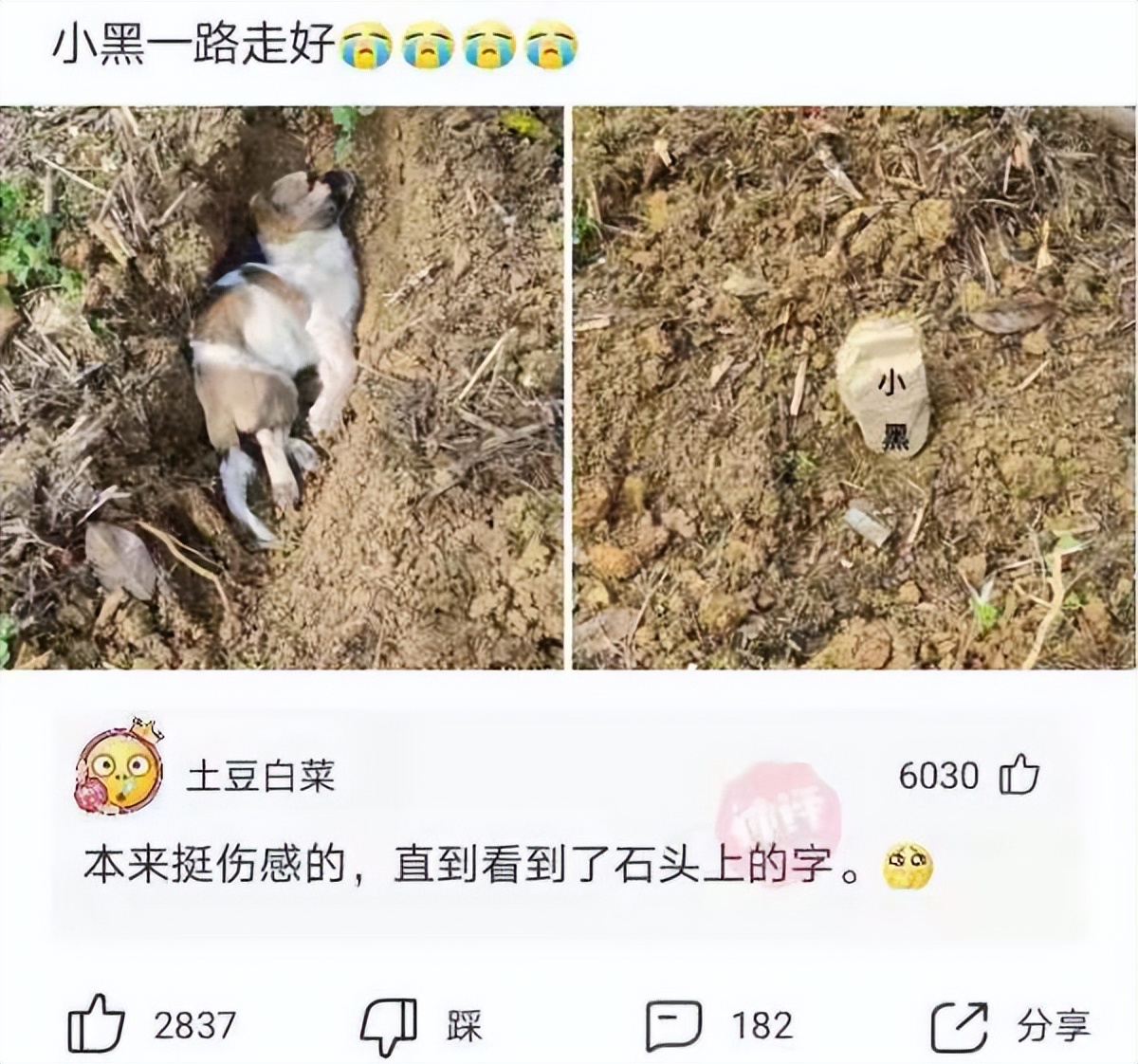 “这真的是林志玲吗？我怎么看着越来越像日本贵妇了？”哈哈哈