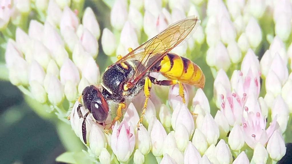 被蜂蛰伤,蜂蜇伤住院病历