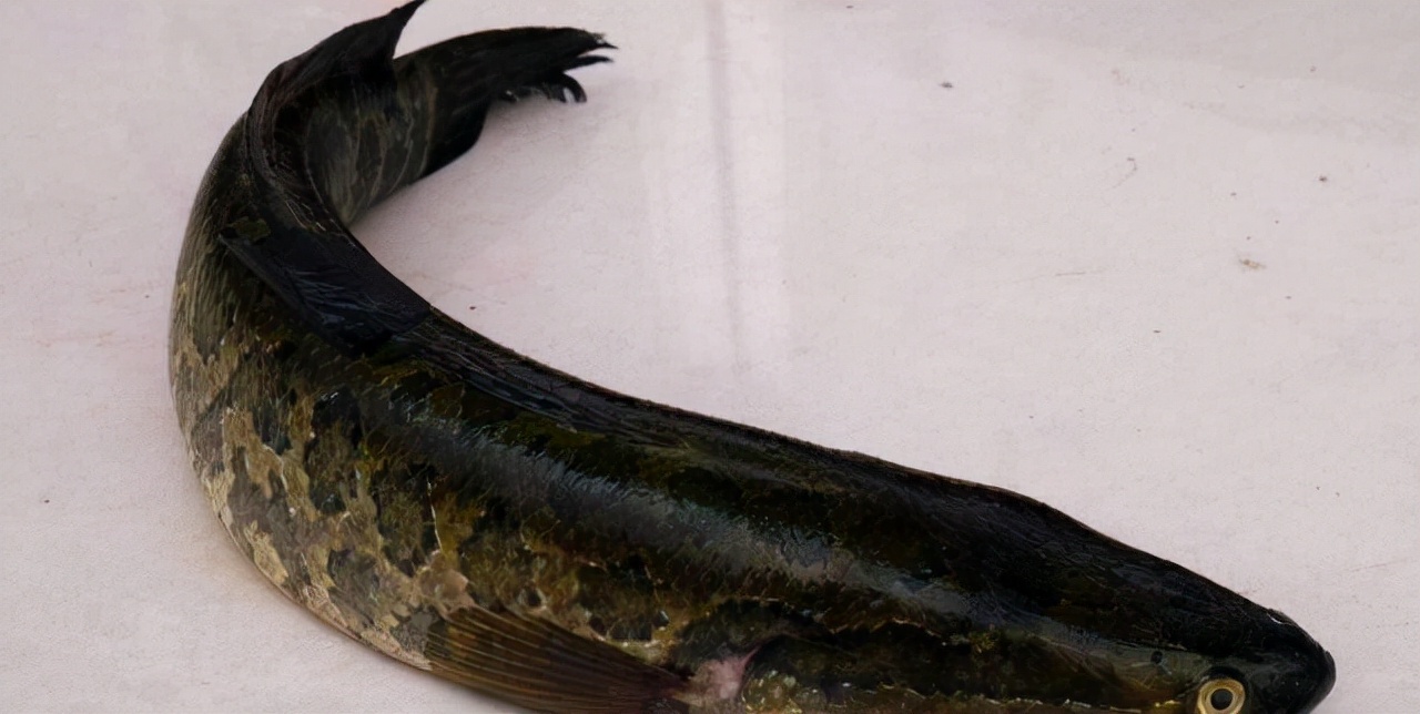 最常见的50种食用鱼吃法和价格,十种常用食用鱼类介绍