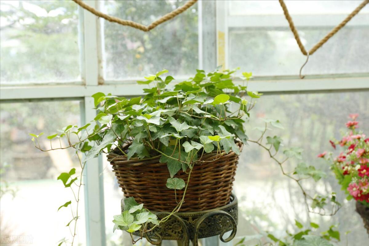 室内空气净化绿色植物,室内净化空气又香最佳植物