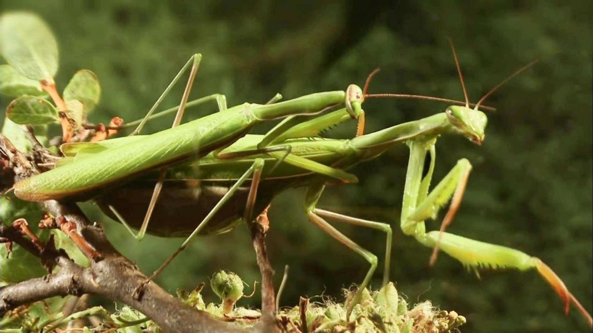 史上最凶残的昆虫,史上最凶残的五种昆虫