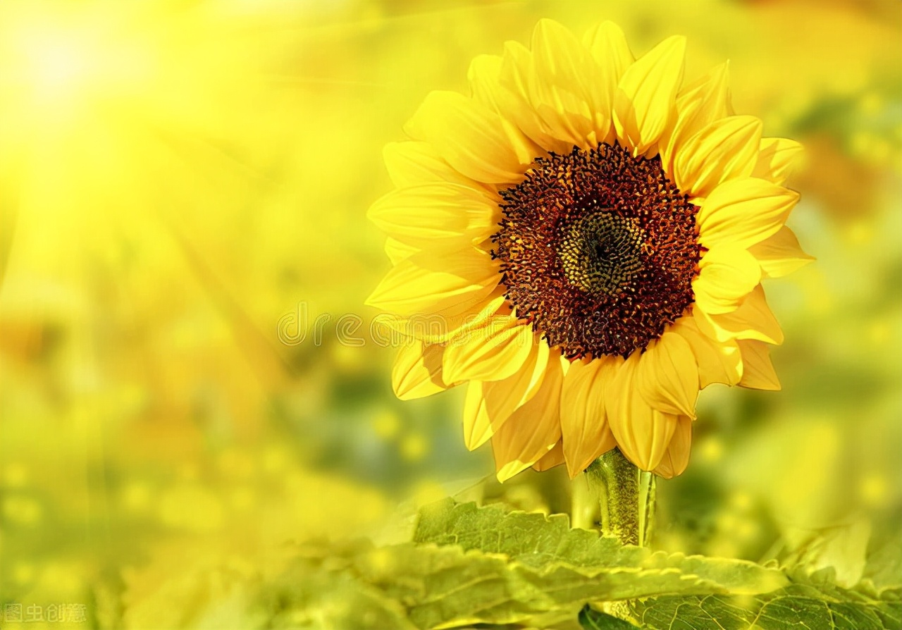 2022年运——狮子座（上升及太阳）