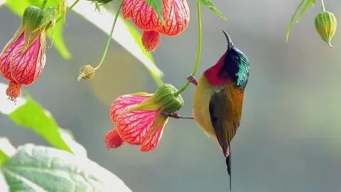 太阳鸟花的图片,太阳鸟精彩图片