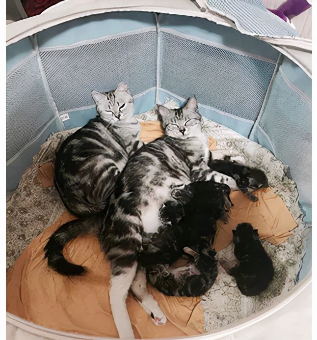 为什么宠物会饿死,宠物死亡率高的原因