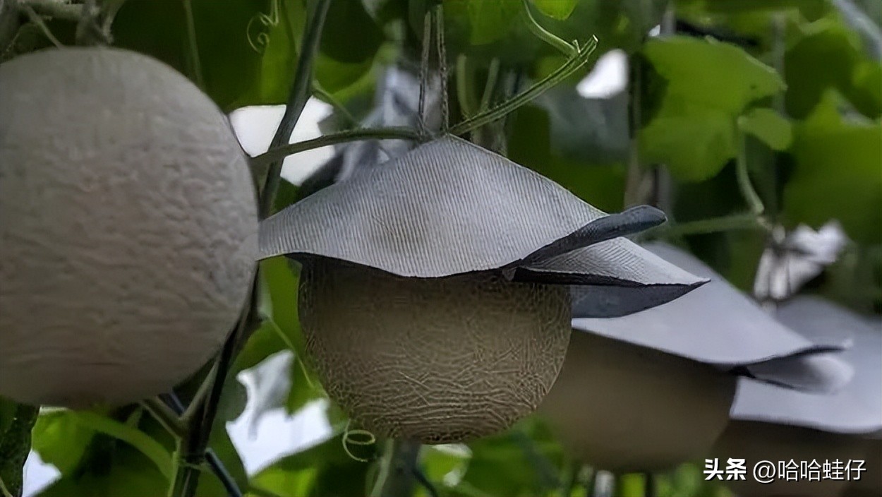 最贵的进口水果店,日本最贵水果店